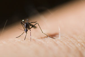 Schutz vor Mücken als Mosiktonetz - Plagegeister der Nacht